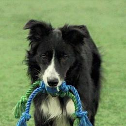 Border Collies from Dhumoor Border Collies