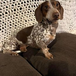 Dexter - Dachshund