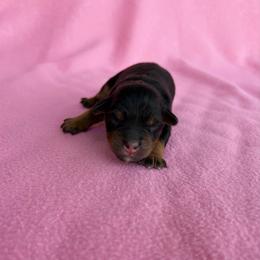 Levi - Black phantom male Aussiedoodle puppy in Jacksonville, Florida from Autumn's Aussies