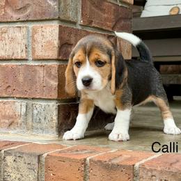 Calli - Black tan and white female Beagle puppy in Mansfield, Missouri from Rippee Creek Kennel
