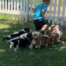 Basset Hound Puppies from Castlewood Basset Hounds