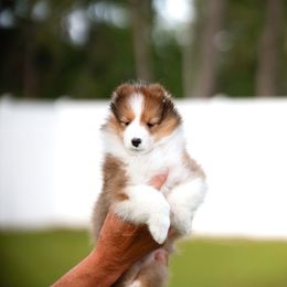 Girl 1 - Sable and white Shetland Sheepdog puppy in Weeki Wachee, Florida from Cathance Shetland Sheepdogs