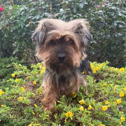Kayla - Yorkshire Terrier