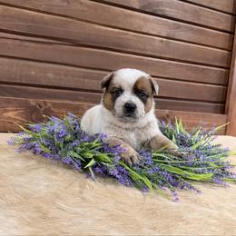 Yellow Collar - Red speckled female Australian Cattle Dog puppy in Nevada, Missouri from Back Road Dog Company, LLC