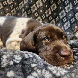 3 - Maggie - Liver and white female German Shorthaired Pointer puppy in Meriden, Kansas from Hull's GSPs