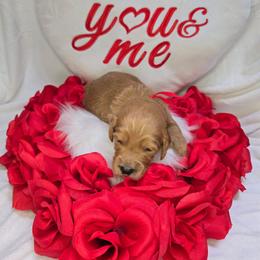 Eddie - Apricot male Goldendoodle puppy in Georgetown, Tennessee from Georgetown Designer & Purebred Puppies