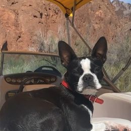 Boston Terrier Puppies from Belen's Boston Terriers