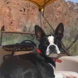 Boston Terrier Puppies from Belen's Boston Terriers