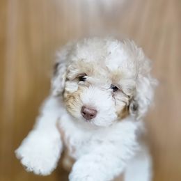 Poodle puppies from Effervescent-Pooches