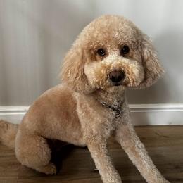 Lady - Goldendoodle