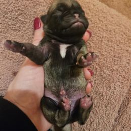 Girl 1 - Fawn female Pug puppy in Canterbury, Connecticut from Pug Palace Kennel