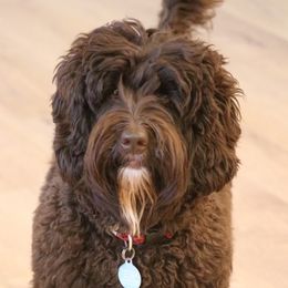 Hazel - Australian Labradoodle
