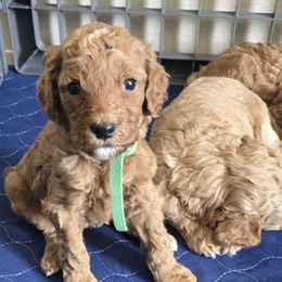 Goldendoodle and Labrador Retriever Puppies from Sagebrush Labradors and Doodles