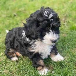 Bernedoodle and Goldendoodle Puppies from TurkeyCreek Doodles