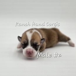 Dressing - Red male Pembroke Welsh Corgi puppy in Powhatan, Virginia from Ranch Hand Corgis