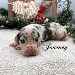 Journey - Harlequin female Great Dane puppy in Prairieville, Louisiana from Southern Barron Danes & Dachshunds