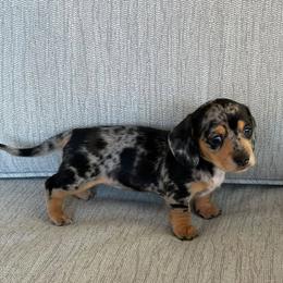Liberty - Dapple female Dachshund puppy in Palo Cedro, California from RK Doxies