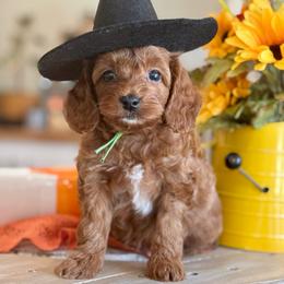 Green - Red  male Goldendoodle puppy in Hesperia, Michigan from Red Acres Poodles & Doodles