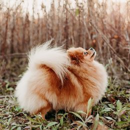 Tefiti - Pomeranian
