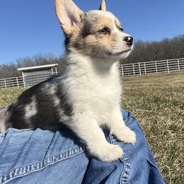 Willow - White and black female Pembroke Welsh Corgi puppy in Rolla, Missouri from Chapman Corgis