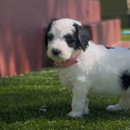 Bernedoodle Puppies from SoCal Bernedoodles