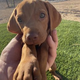 Vizsla Puppies from Waterfall Ranch Hungarian Vizslas