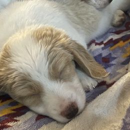 Dachshunds from Rebecca Velazquez