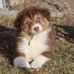 Australian Shepherd Puppies from Prestige Australian Shepherds