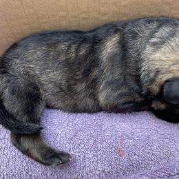 German Shepherd Puppies from Platzhirsch German Shepards