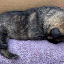 German Shepherd Puppies from Platzhirsch German Shepards
