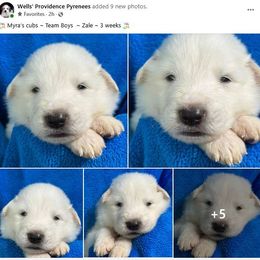 Zale - White male Great Pyrenees puppy in Silex, Missouri from Wells' Providence Pyrenees