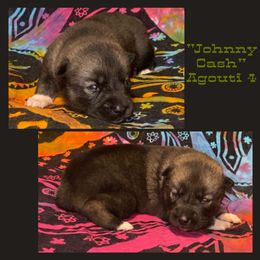 Johnny Cash - Agouti and white male Siberian Husky puppy in Charleston, Illinois from Blue Skyes Huskies