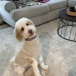 Sophie  - Goldendoodle