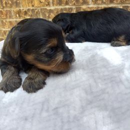 Yorkshire Terrier Puppies from The Yorkie Empire