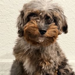 Milton - Blue merle male Aussiedoodle puppy in Winnsboro, Texas from Happy Hollow Ranch