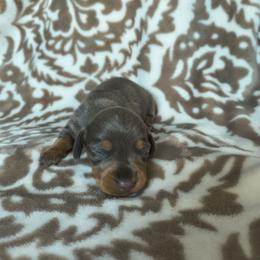 Blue - Blue and tan male Dachshund puppy in Opelika, Alabama from Dachshund Darlins