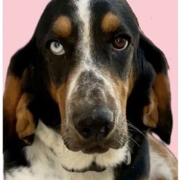 Opal - Basset Hound