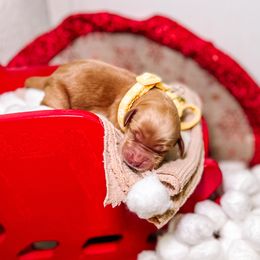 F1B Goldendoodle Honey - Apricot female Goldendoodle puppy in Redding, California from Casa Delarosa Poodles & Doodles Collective