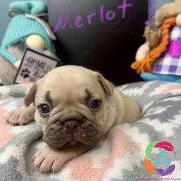 Merlot - Fawn female French Bulldog puppy in Bowman, Georgia from Companion Creek Farm