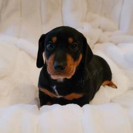 Dachshund and Great Dane Puppies from AZ's Prestigious Minature Dachshunds