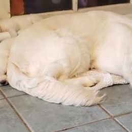 Golden Retrievers from Firesidegoldens