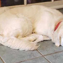 Golden Retrievers from Firesidegoldens