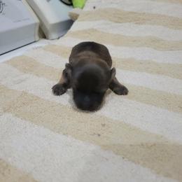 Girl 2 - Red sable female Havanese puppy in Sebeka, Minnesota from Bydand Newfoundlands & Whimsical Havanese