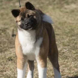 Akita Puppies from Gallant Akitas