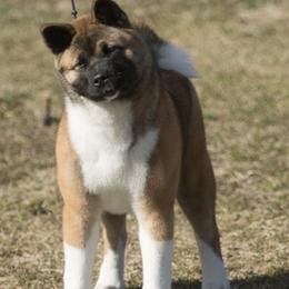 Akita Puppies from Gallant Akitas