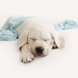 Boy 4 - Yellow Labrador Retriever puppy in Braselton, Georgia from Cedar Creek Labradors