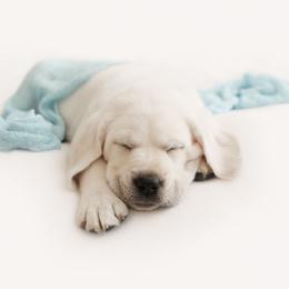 Boy 4 - Yellow Labrador Retriever puppy in Braselton, Georgia from Cedar Creek Labradors
