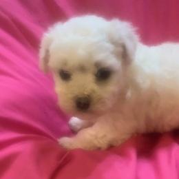 Pink Collar Female - White female Bichon Frise puppy in Brainerd, Minnesota from ACC Ranch