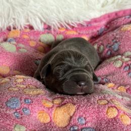 Blue (1f) - Blue female Great Dane puppy in Morton, Illinois from That Gurl K9s
