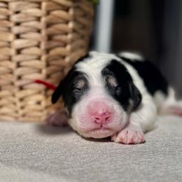Ember - Black and white male Bernedoodle puppy in Moreno Valley, California from Ayy_Doodles